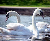 Swans at Walpole Park Gosport 01