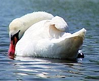 Swans at Walpole Park Gosport 02