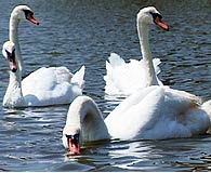 Swans at Walpole Park Gosport 03