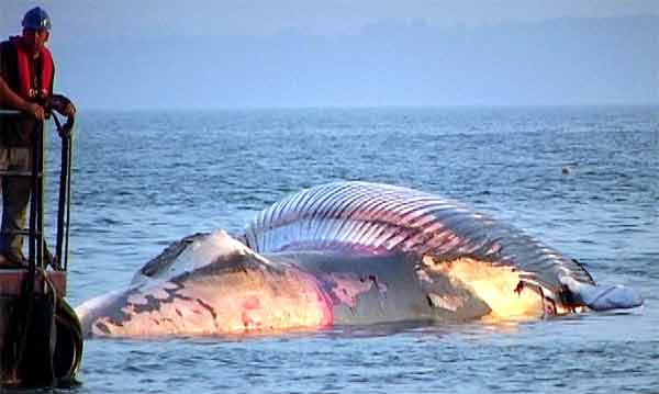 Dead Fin Whale being brought ashore at Lee on the Solent 2/8/04