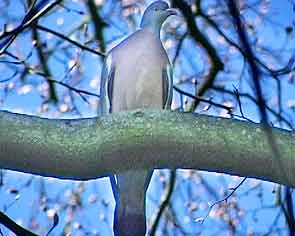 Wood Pigeon in Stanley Park 01