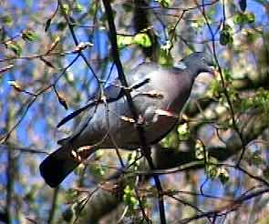 Wood Pigeon in Stanley Park 02